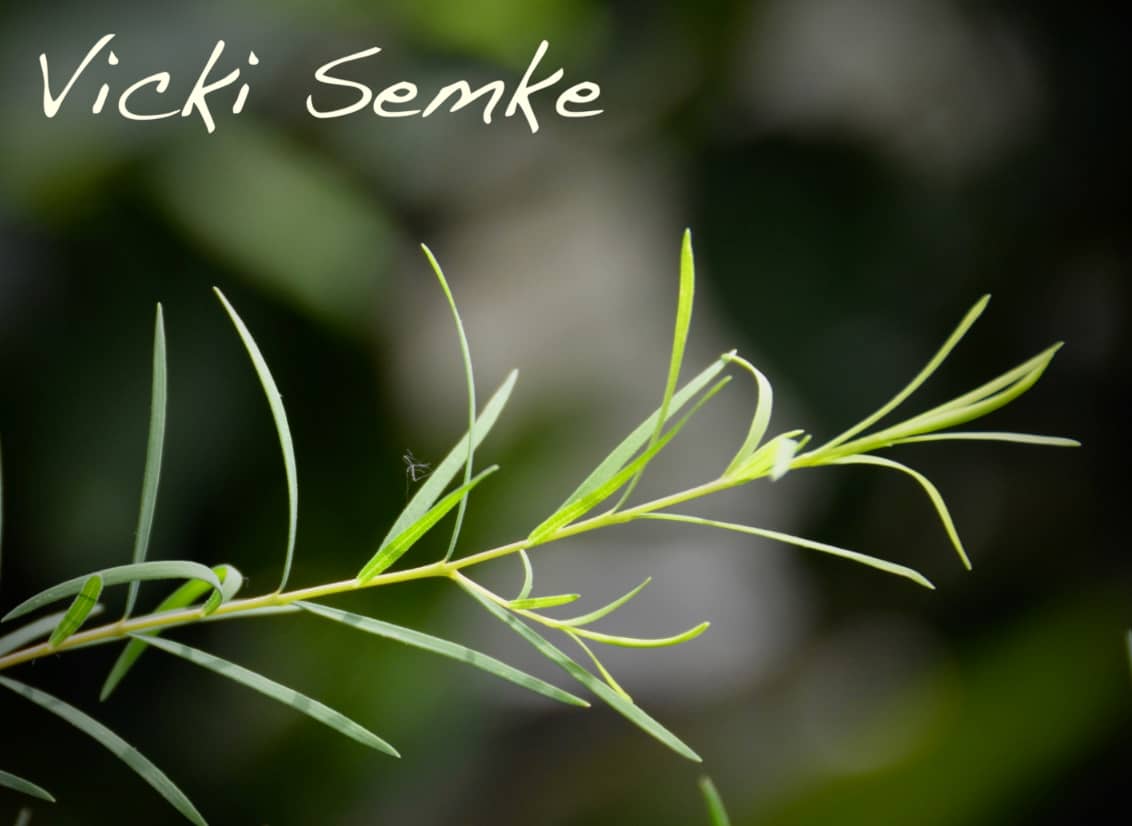 Free download Talent! Search `World  Love 4 `Shows! Love 4 Shopping Shows Vicki Semke.baby video and edit with RedcoolMedia movie maker MovieStudio video editor online and AudioStudio audio editor onlin